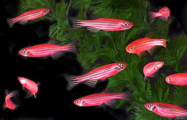 Glowing Red GloFish Genetically Modified Pet