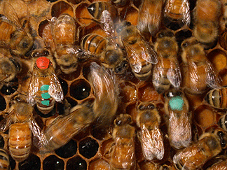 bees help computer scientists