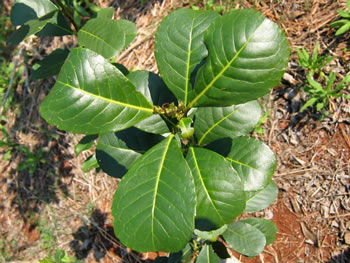 mate leaves