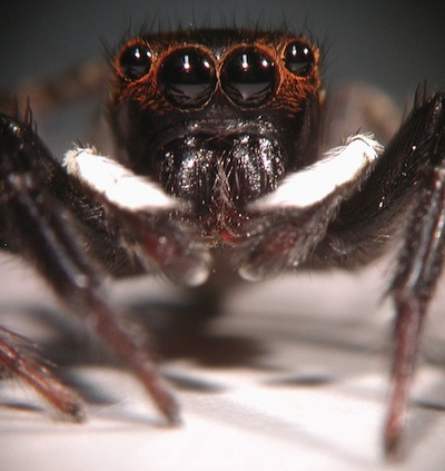 jumping-spider-eyes.jpg